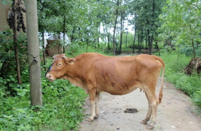 进贤最新求一个套医保卡的黄牛是真的吗方法分析(最方便真实的进贤求一个套医保卡的黄牛是真的吗还是假的方法)